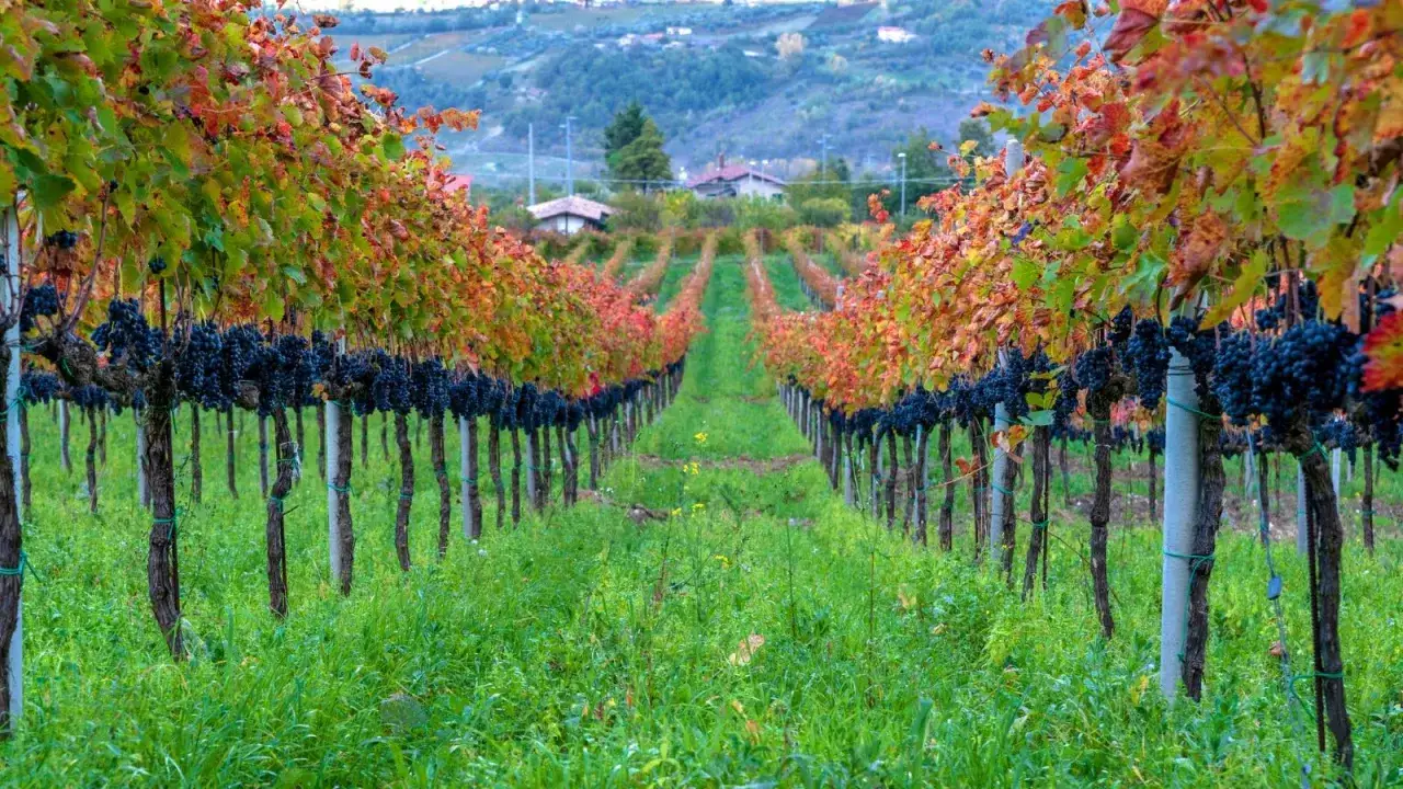 Vigneti autunnali con grappoli scuri pronti per il miglior Taurasi.