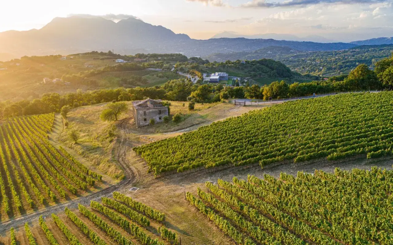 Vigneti rigogliosi sotto il sole del tramonto, con una casa diroccata e montagne sullo sfondo. L'aria profuma di fiano vino.