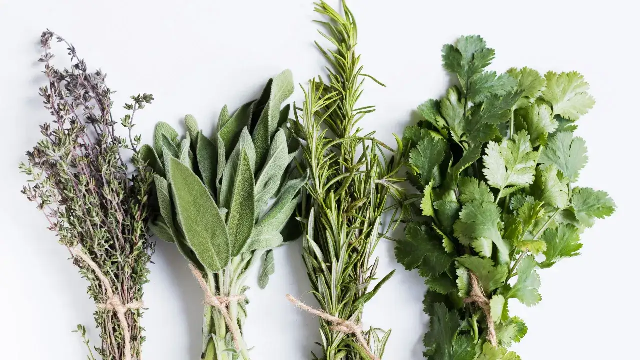 Mazzetti di erbe aromatiche fresche: timo, salvia, rosmarino e coriandolo, pronti per insaporire ogni piatto in cucina.