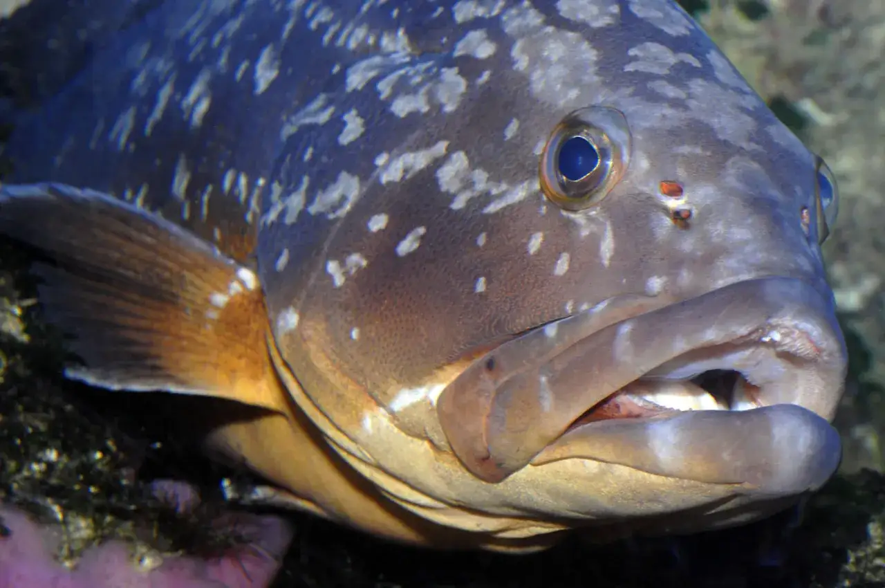 Primo piano di una cernia pesce con macchie chiare sul corpo e un occhio blu intenso.