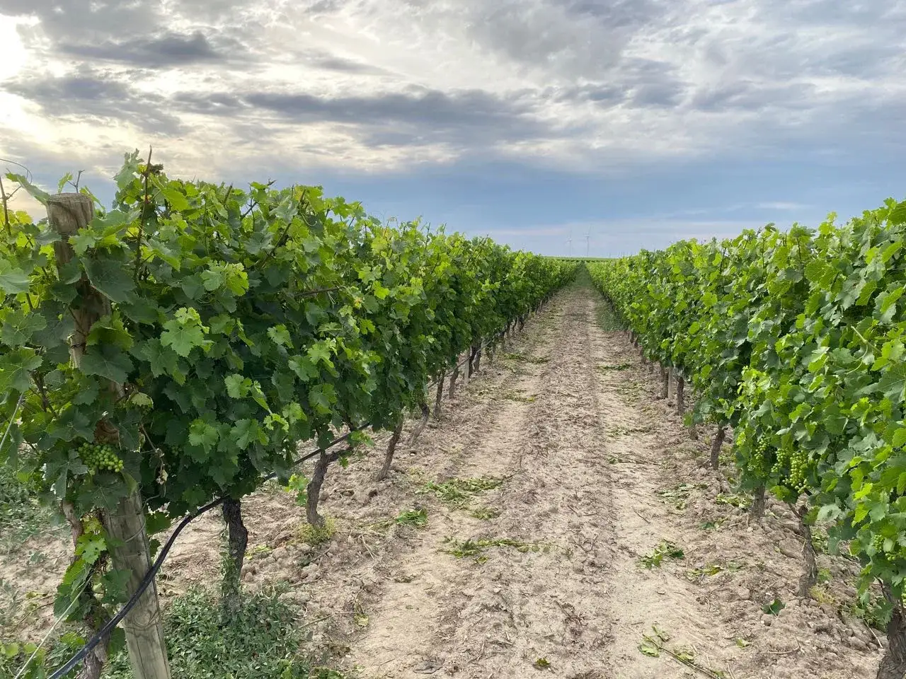 Fila di viti rigogliose sotto un cielo nuvoloso, promettendo un futuro vino rosato.