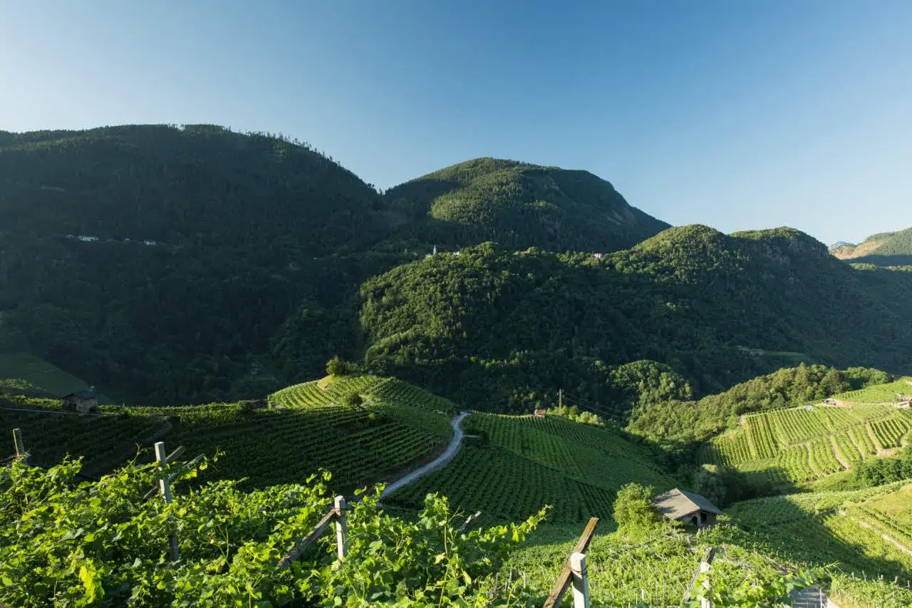 Colline verdi con vigneti a terrazze, un sentiero serpeggiante e montagne boscose sullo sfondo. Un piccolo casolare si nasconde tra i filari, un vero piede franco nel paesaggio.