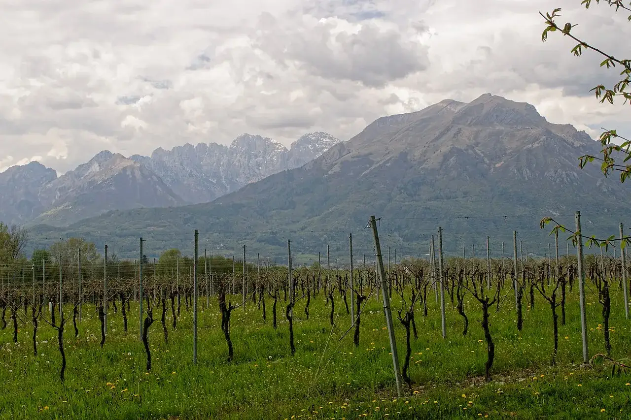 Vigneto con filari ordinati e montagne sullo sfondo. Immagina il profumo della malvasia di Bosa in questo paesaggio.