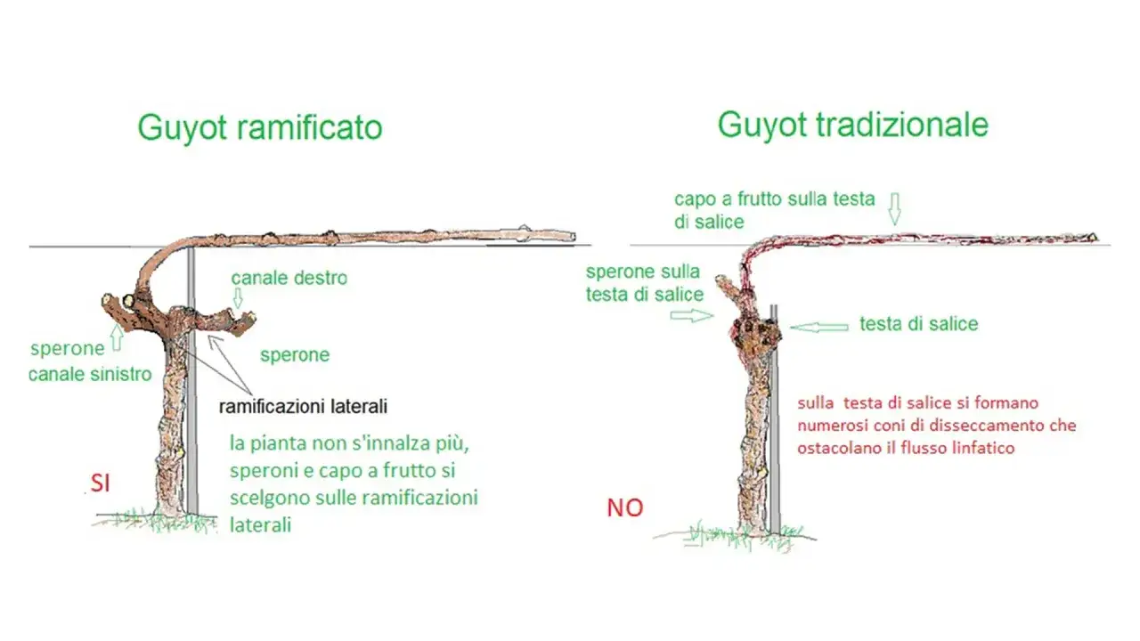 Confronto tra potatura vite Guyot ramificato (SI) e tradizionale (NO), evidenziando la corretta gestione dei speroni e dei capi a frutto.