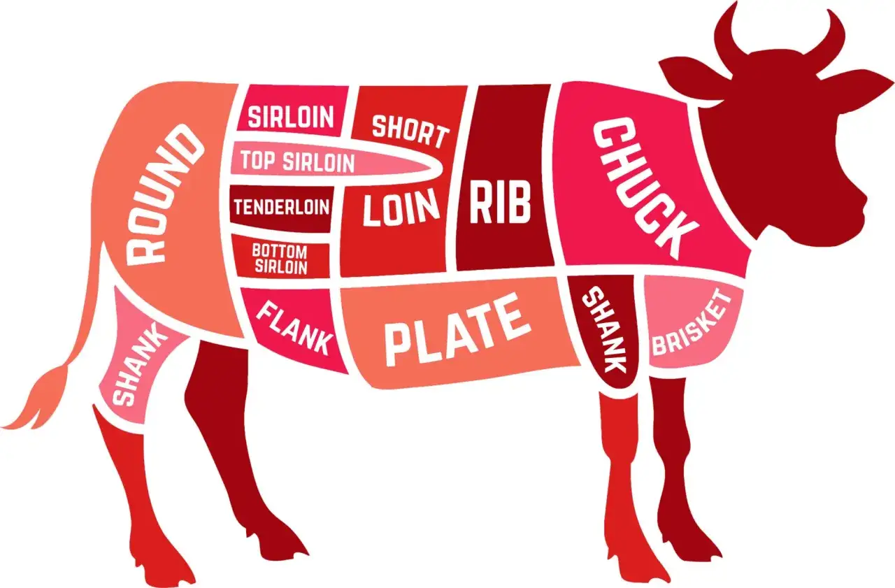 Schema di tagli di manzo che carne è: Round, Chuck, Rib, Loin, Sirloin, Tenderloin, Flank, Plate, Brisket, Shank.