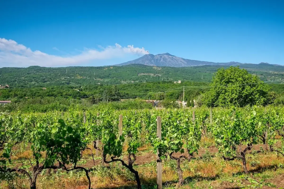 Vigneti rigogliosi sotto un cielo azzurro, con un vulcano fumante all'orizzonte. Un paesaggio che evoca la ricchezza dei vini campani.
