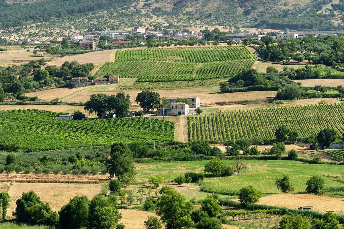 Campagna italiana con vigneti rigogliosi, campi dorati e casali. Si intravede un borgo in lontananza, un paesaggio che evoca il profumo del greco bianco.