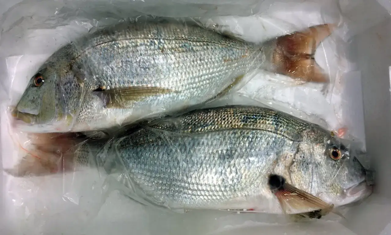 Due dentici pesce, freschi e pronti per la tavola, avvolti in plastica trasparente su un letto di ghiaccio.