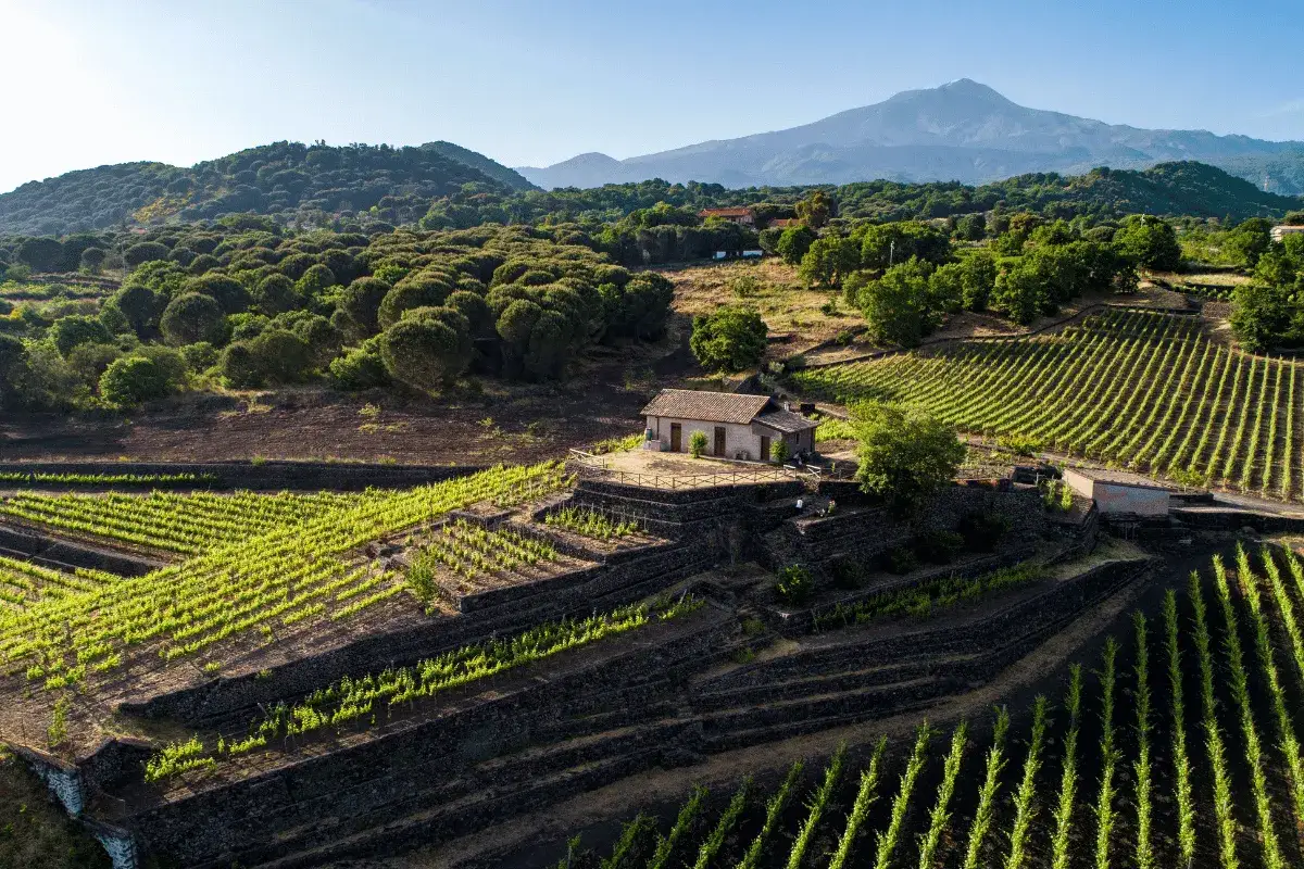 Terrazzamenti di vigneti sul fianco dell'Etna, con un casolare e il vulcano sullo sfondo. Perfetto per un Carricante Etna Bianco.