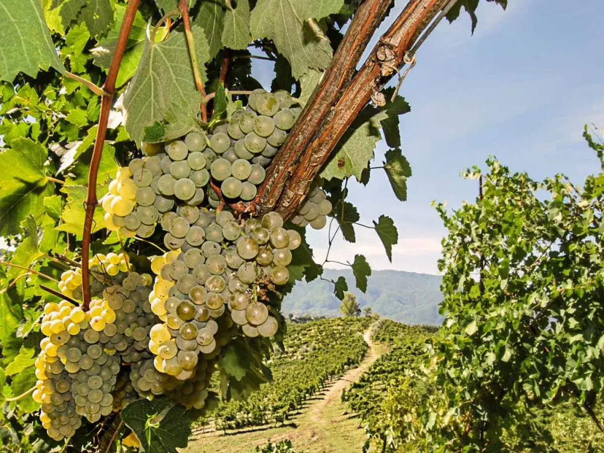 Grappoli maturi di Fiano di Avellino DOCG pendono da una vite, con un vigneto ondulato sullo sfondo.