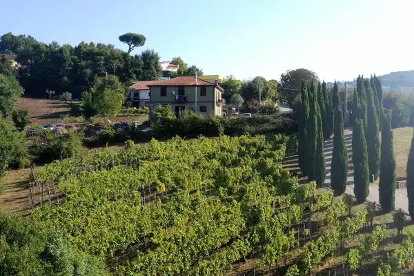 Vigneti rigogliosi sotto il sole, con una casa e filari di cipressi. Immagina il profumo del Fiano di Avellino DOCG che cresce qui.