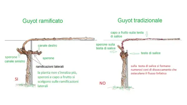 Confronto potatura vite: Guyot ramificato (SI) vs. tradizionale (NO). Il ramificato favorisce la crescita sui speroni laterali.