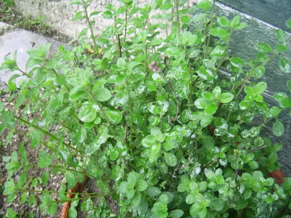 Un cespuglio rigoglioso di maggiorana in cucina, con foglie verdi brillanti e gocce d'acqua. Perfetta per insaporire i tuoi piatti.