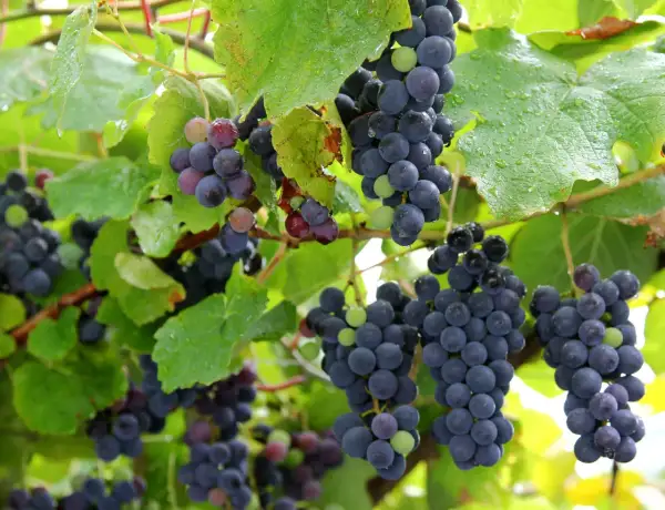 Grappoli di uva fragolina, alcuni ancora verdi, pendono da un tralcio bagnato dalla pioggia.