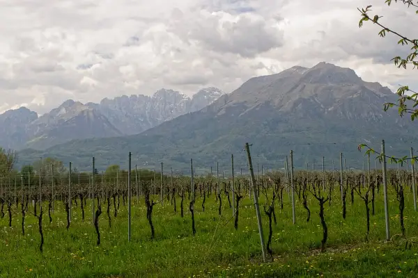 Vigneto con filari ordinati e montagne sullo sfondo. Immagina il profumo della malvasia di Bosa in questo paesaggio.