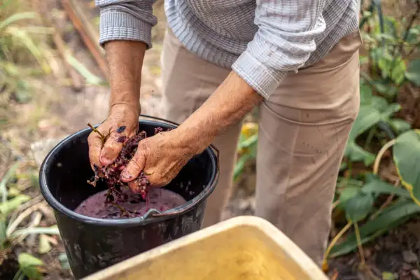 Mani che pigiano uva per fare vino biodinamico, un processo che rispetta la terra e le sue energie.