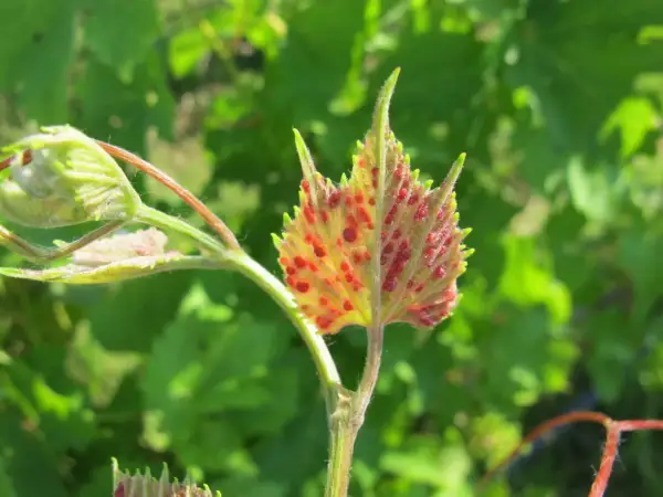 Foglie di vite con macchie rosse, sintomo della fillossera.