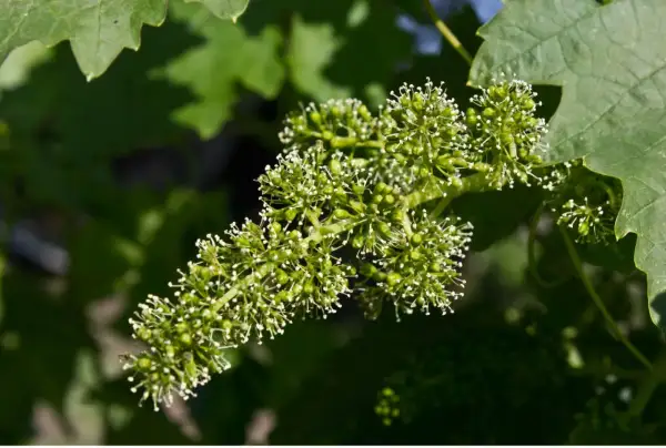 Grappolo di fiori di vite in fase di allegagione, con piccole bacche verdi che iniziano a formarsi.