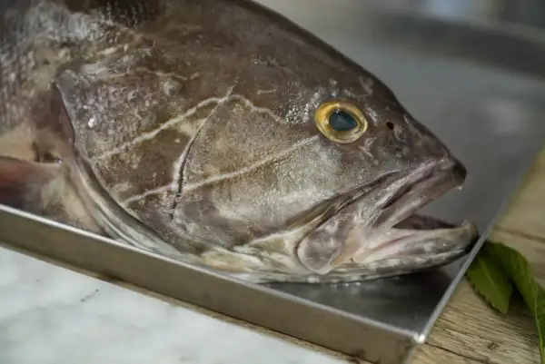 Primo piano di una cernia pesce su un vassoio metallico, con la bocca leggermente aperta e un occhio giallo brillante.