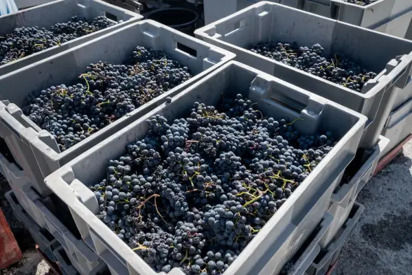 Casse piene di uva scura, pronte per creare un eccellente blend vino.