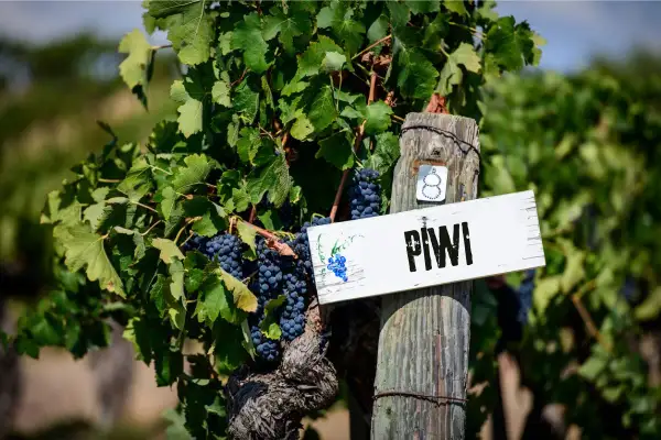 Grappoli di uva scura pendono da vitigni piwi, con un cartello che indica "PIWI" su un palo di legno.