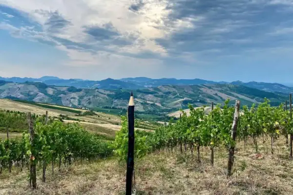 Un paesaggio collinare con vigneti rigogliosi, dove un insolito pennarello gigante sembra voler disegnare il futuro del **redavalle vino**.