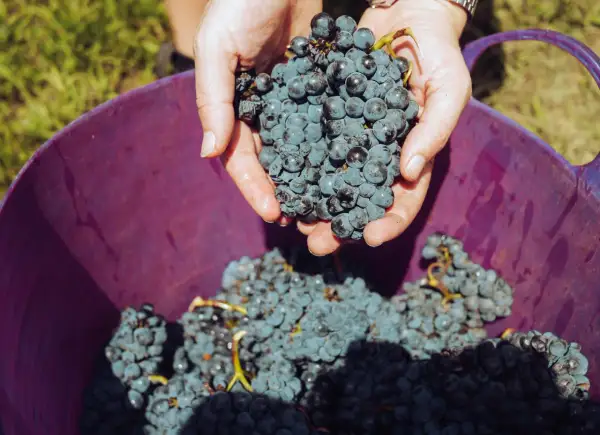 Mani che raccolgono grappoli d'uva blu scuro, pronti per essere versati in un cesto viola. Il momento perfetto quando si raccoglie l'uva.