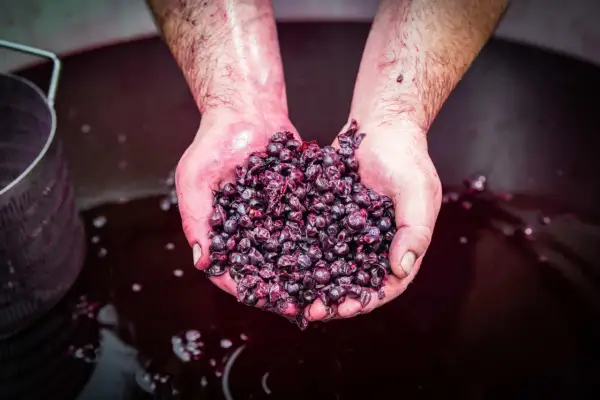 Mani sporche di mosto, con un pugno di uve rosse, pronte per il Montepulciano d'Abruzzo, dove si trova la vera essenza del vino.