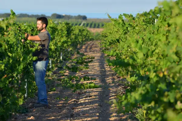 Un vignaiolo lavora tra i filari, un'immagine che evoca la passione e la dedizione delle cantine sociali.