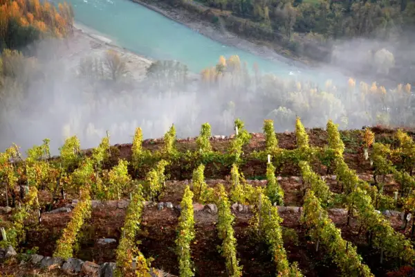 Vigneti terrazzati su un pendio ripido, con un fiume turchese e nebbia sullo sfondo. Un esempio di viticoltura eroica.